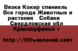 Вязка Кокер спаниель - Все города Животные и растения » Собаки   . Свердловская обл.,Красноуфимск г.